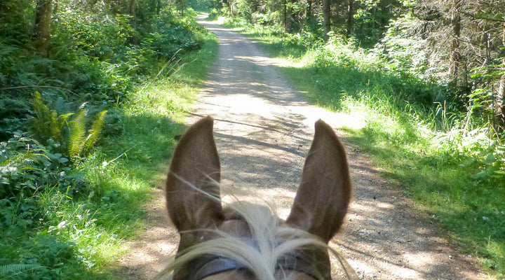 Pack Forest