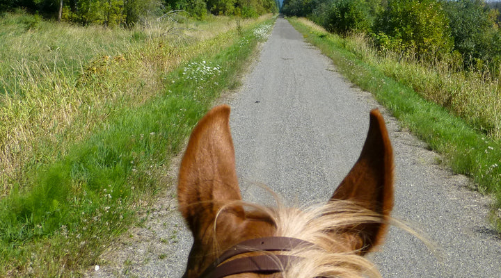 Willapa Hills Trail