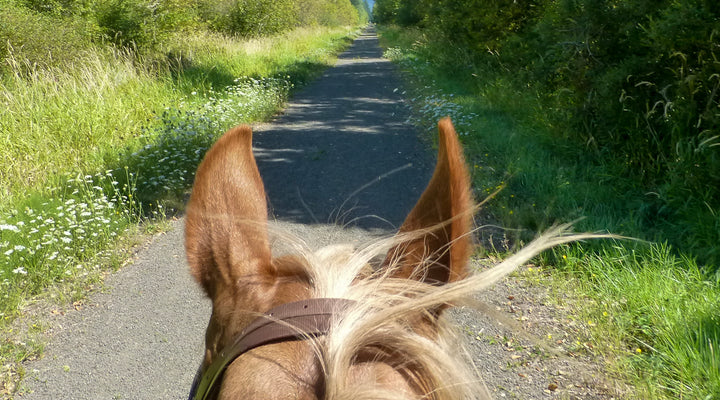 Willapa Hills Trail
