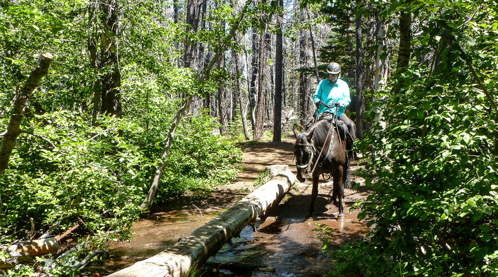 Whispering Pine Horse Camp
