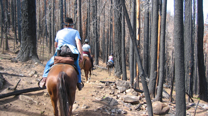 Riding After a Forest Fire