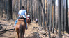 Riding After a Forest Fire