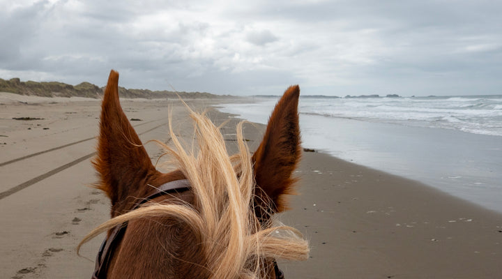 Bullards Beach State Park