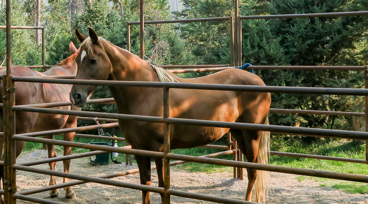 Quinn Meadow Sites All Have New Steel Corrals!