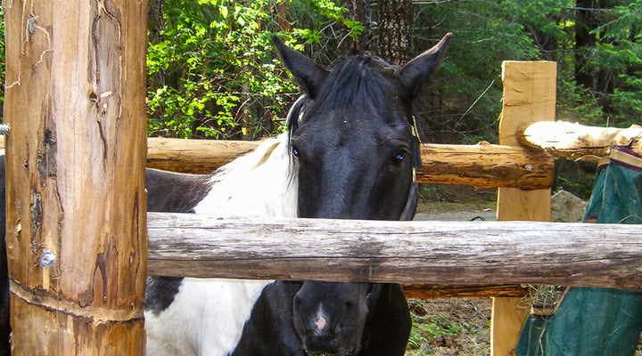 Sam Brown Horse Camp