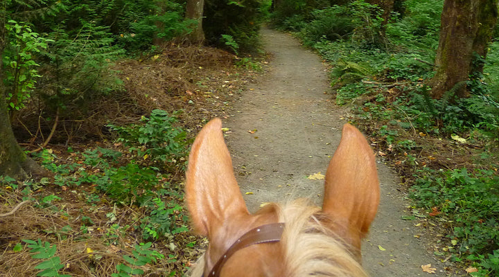 Tryon Creek State Park