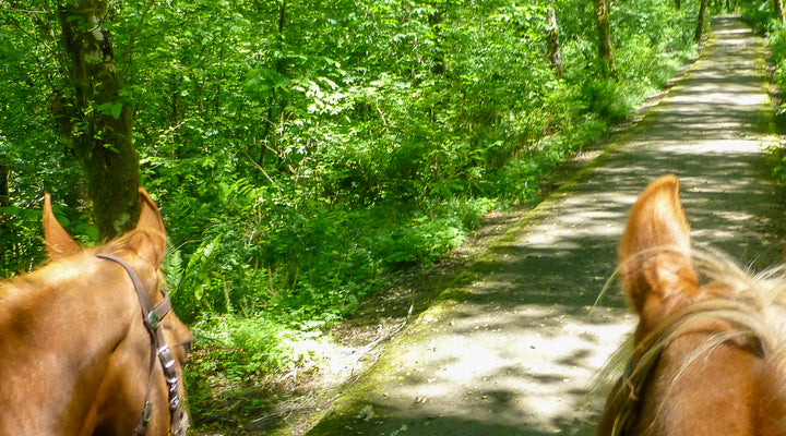 Four Winter Trails Near Vancouver